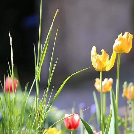 Stadtvilla Rosengasse 7 Διαμέρισμα Meißen